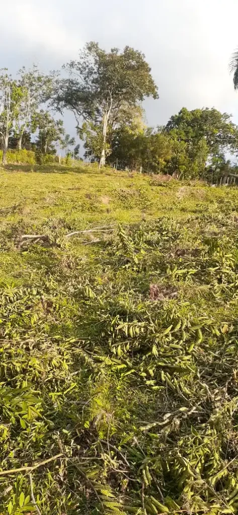 Se Vende 41 Tareas de Tierra en Jarabacoa