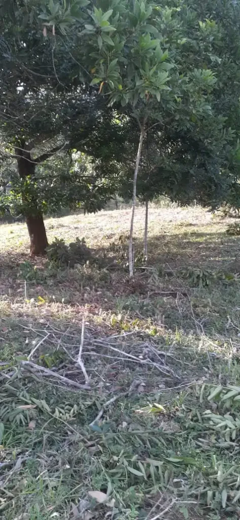 Se Vende 41 Tareas de Tierra en Jarabacoa